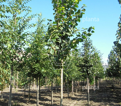 hoogstamboom, stamomtrek 14-16 cm, draadkluit