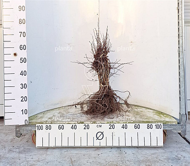 Aubépine monogyne | Le guide des plantations