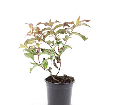 pot 1.5 liter, leverbaar