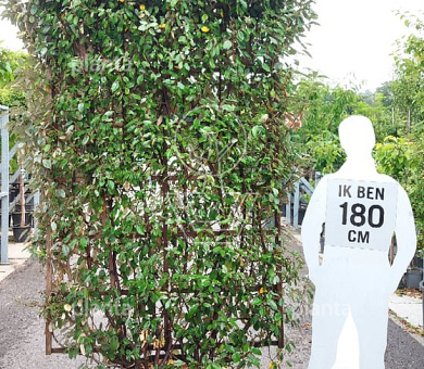 laagstam leiboom, rek (BxH) 130 x 200 cm