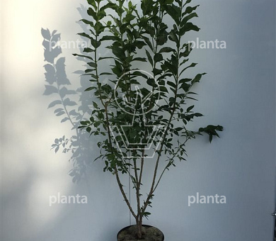 100 tot 125 cm hoog, pot 7.5 liter