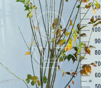 125 tot 150 cm hoog, pot 12 liter