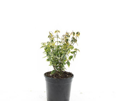 pot 1.5 liter, leverbaar