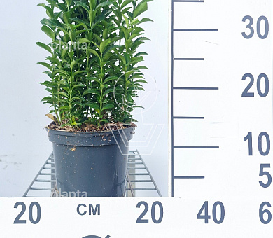 20 tot 25 cm hoog, pot 2 liter