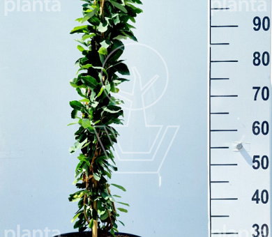 100 tot 125 cm hoog, pot 12 liter