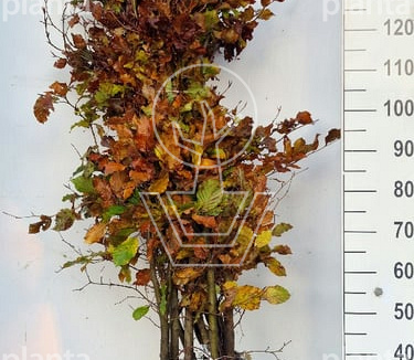 150-175cm hoog, 3jarig wortelgoed, per 10, prijs/stuk