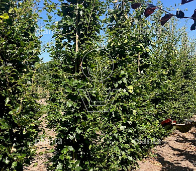 laag vertakte boom, stamomtrek 14-16 cm, draadkluit