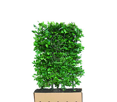 Quick Hedge Haagelement 100cm lang x 150cm hoog