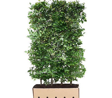 Quick Hedge Haagelement 100cm lang x 200cm hoog