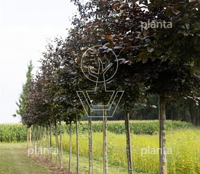 hoogstamboom, stamomtrek 18-20 cm, draadkluit