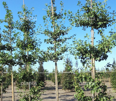 laag vertakte boom, stamomtrek 12-14 cm, draadkluit