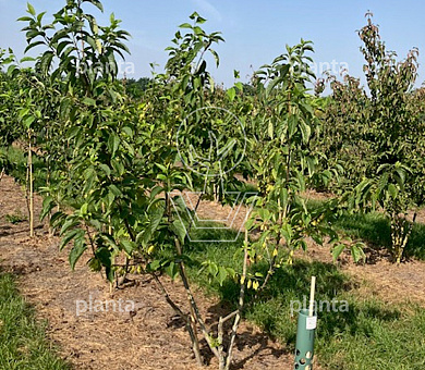 200-250 hoog, meerstammig, draadkluit