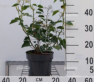 30 tot 40 cm hoog, pot 3 liter