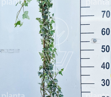 80 tot 100 cm hoog, pot 2 liter