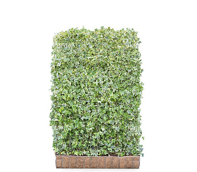 Mobilane kant en klaar haag, LxH 120x180cm, cocopeat 'pot'