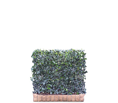 Mobilane kant en klaar haag, LxH 120x100cm, cocopeat 'pot'