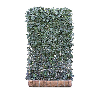 Mobilane kant en klaar haag, LxH 120x200cm, cocopeat 'pot'