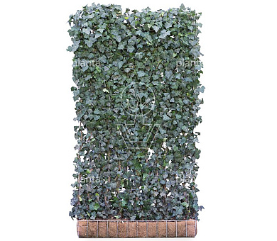 Mobilane kant en klaar haag, LxH 120x220cm, cocopeat 'pot'