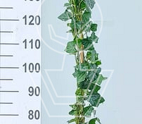 150 tot 175 cm hoog, gestokt, pot 4 liter