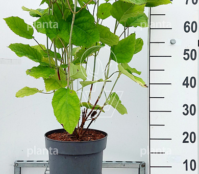 Pot 7.5 liter