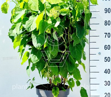 80 tot 100 cm hoog, pot 12 liter
