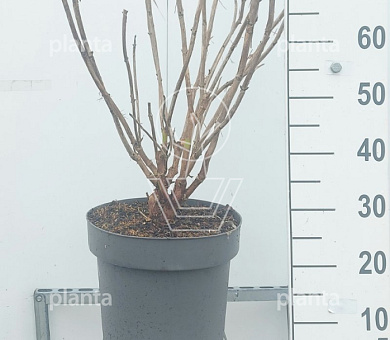 60 tot 80 cm hoog, pot 12 liter
