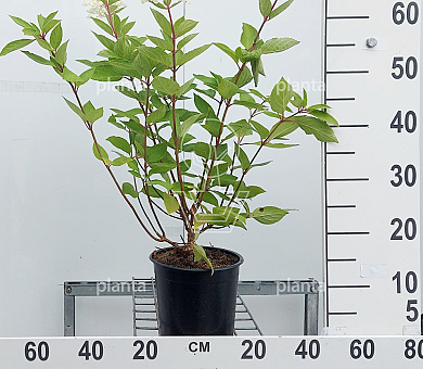 Pot 3 liter