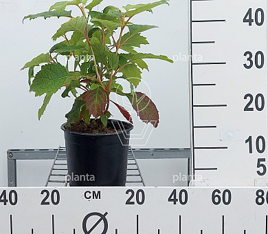 30 tot 40 cm hoog, pot 3 liter
