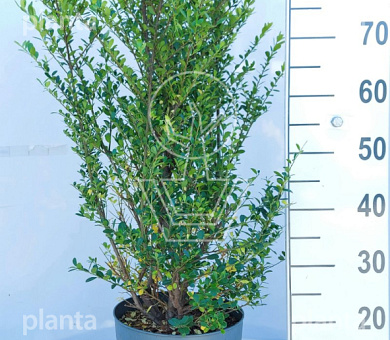 60 tot 80 cm hoog, pot 7.5 liter