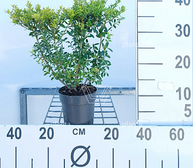 20 tot 30 cm hoog, pot 2 liter