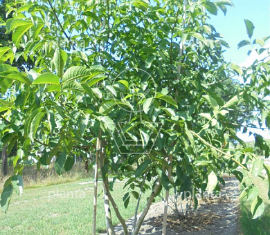 250 tot 300 cm hoog, meerstammig, draadkluit