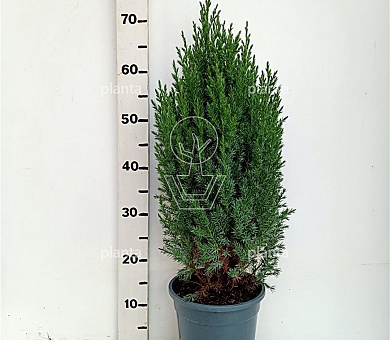 40 tot 50 cm hoog, pot 3 liter