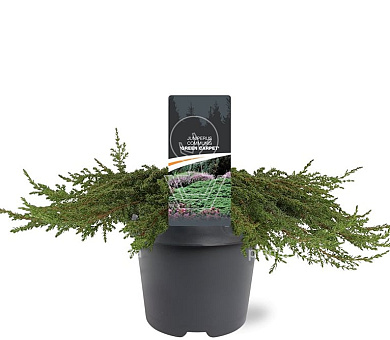 40 tot 50 cm hoog, pot 5 liter