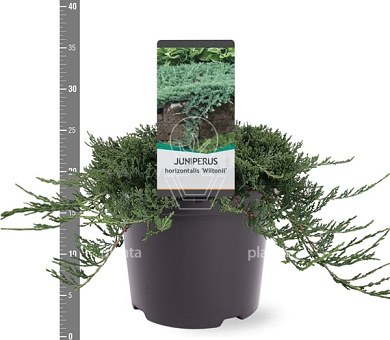 25 tot 30 cm hoog, pot 3 liter