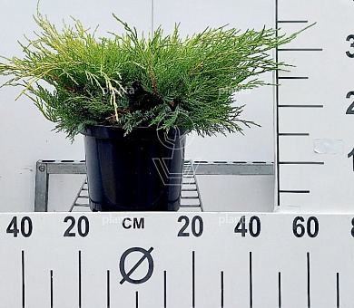30 tot 40 cm hoog, pot 5 liter