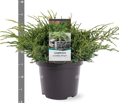 30 tot 40 cm hoog, pot 5 liter