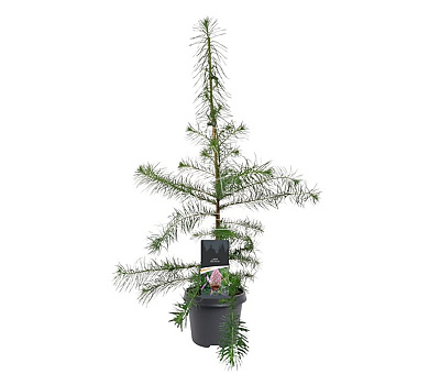 80 tot 100 cm hoog, pot 5 liter
