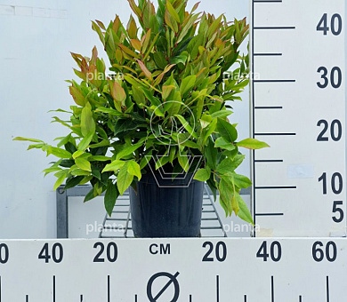 25 tot 30 cm hoog, pot 3 liter