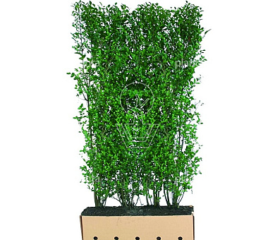 Quick Hedge Haagelement 100cm lang x 200cm hoog