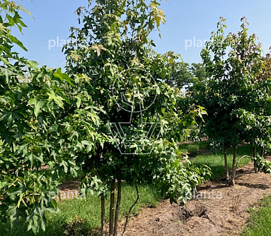 300 tot 350 cm hoog, meerstammig, draadkluit