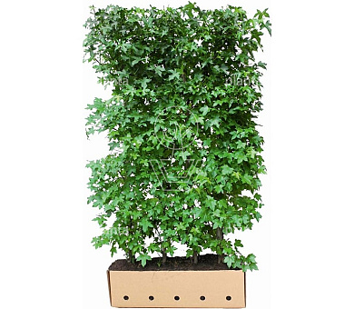 Quick Hedge Haagelement 100cm lang x 200cm hoog