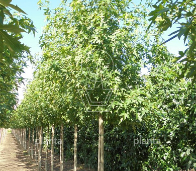 hoogstamboom, stamomtrek 10-12 cm, draadkluit