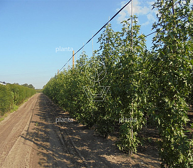 laag vertakte boom, stamomtrek 12-14 cm, draadkluit