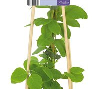 50 tot 60 cm hoog, pot 2 liter