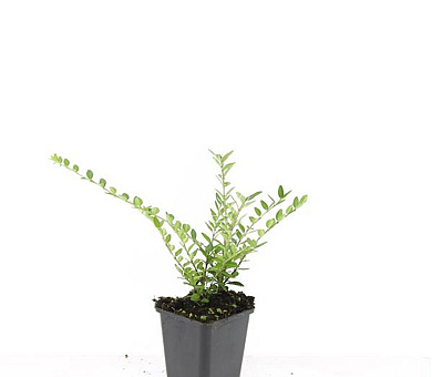 Pot 9 cm