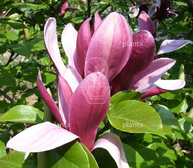 halfstamboom, pot 25 liter