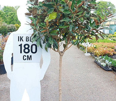 halfstamboom, stamomtrek 12-14 cm, in pot