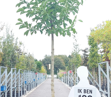 hoogstamboom, stamomtrek 14-16 cm, in pot