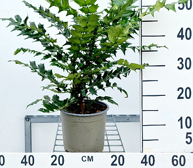 40 tot 50 cm hoog, pot 3 liter