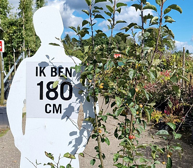 175 tot 200 cm hoog, pot 35 liter